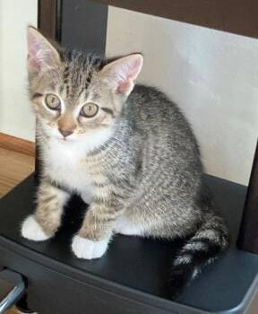 Rescue Domestic Short Hair Cats for Adoption in Sidney, British Columbia - Minerva | PetCurious