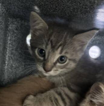 Domestic Short Hair Cats Available for Adoption in Dallas, Texas - BONNIE | PetCurious