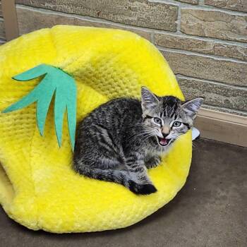 Industrial Funnel Cake Fryer -  Domestic Short Hair Cat for Adoption in Davenport, Iowa - Industrial Funnel Cake Fryer | PetCurious