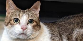 Rescue Domestic Short Hair Cats for Adoption in Houston, Texas - Yuki | PetCurious