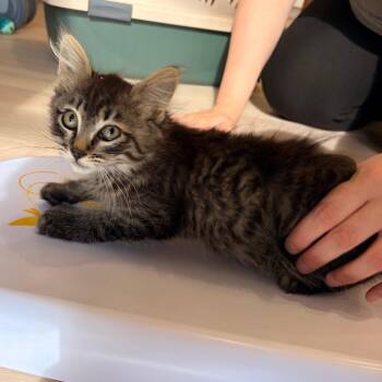 Finn -  Domestic Short Hair Cat for Adoption in Spokane, Washington - Finn | PetCurious