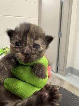 STELLA -  Domestic Short Hair Cat for Adoption in Indianapolis, Indiana - STELLA | PetCurious
