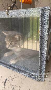 REID -  Domestic Short Hair Cat for Adoption in Indianapolis, Indiana - REID | PetCurious