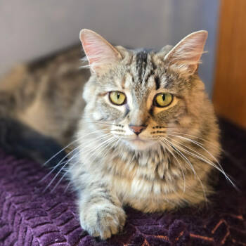 Rescue Domestic Medium Hair Cats for Adoption in Grand Rapids, Minnesota - Lacey | PetCurious