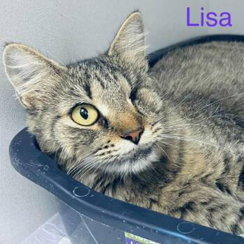 Rescue Domestic Short Hair Cats for Adoption in Duncan, Oklahoma - Lisa | PetCurious