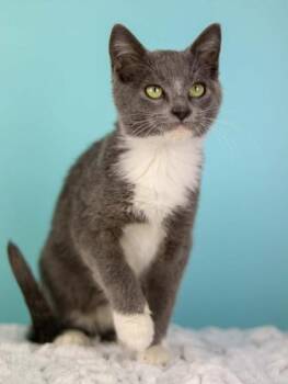 Ella -  Domestic Short Hair Cat for Adoption in Kansas City, Missouri - Ella | PetCurious