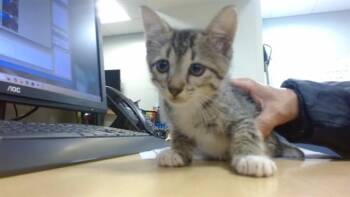 MAVIS -  Domestic Short Hair Cat for Adoption in Doral, Florida - MAVIS | PetCurious