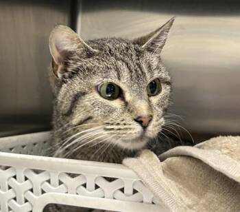 River -  Domestic Short Hair Cat for Adoption in Golden, Colorado - River | PetCurious