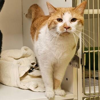 Domestic Short Hair Cats Available for Adoption in Norwalk, Connecticut - Vervain (with Thistle) | PetCurious