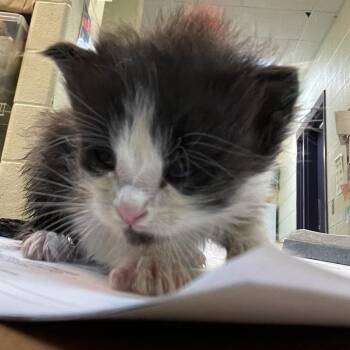 Glue Stick -  Domestic Medium Hair Cat for Adoption in Charlottesville, Virginia - Glue Stick | PetCurious