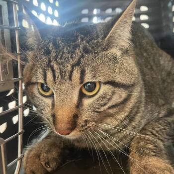 Domestic Short Hair Cats Available for Adoption in West Des Moines, Iowa - Bibsi | PetCurious