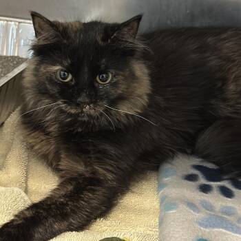 Domestic Medium Hair Cats Available for Adoption in Matteson, Illinois - Scarlett | PetCurious