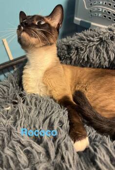 Rococo -  Siamese and Snowshoe Cat for Adoption in Shrewsbury, Massachusetts - Rococo | PetCurious