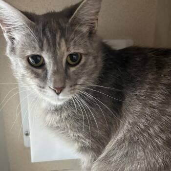 Gem -  Domestic Short Hair Cat for Adoption in Gloucester, Virginia - Gem | PetCurious