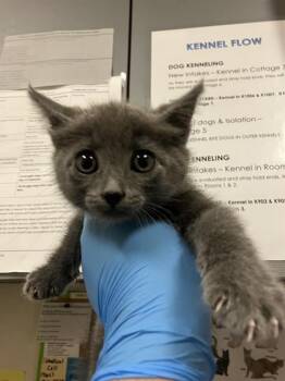 STEVEN -  Domestic Short Hair Cat for Adoption in Long Beach, California - STEVEN | PetCurious