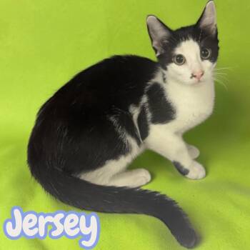 Jersey -  Domestic Short Hair Cat for Adoption in Sorrento, Louisiana - Jersey | PetCurious
