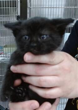 SHADOW -  Domestic Short Hair Cat for Adoption in Salinas, California - SHADOW | PetCurious