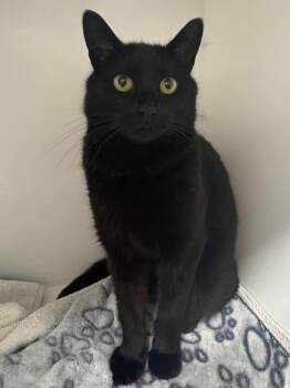 Domestic Short Hair Cats Available for Adoption in Delson, Quebec - Roky | PetCurious