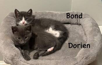 Dorian -  Domestic Short Hair Cat Available for Adoption in Elmwood, Louisiana - Dorian | PetCurious