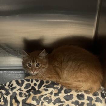 Star - Butler Campus! -  Domestic Short Hair Cat for Adoption in Flagstaff, Arizona - Star - Butler Campus! | PetCurious