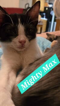 Rescue Domestic Short Hair and Tabby Cats for Adoption - MIGHTY MAX | PetCurious