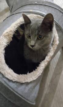 Rescue Russian Blue Cats for Adoption in Gilroy, California - Sammy | PetCurious