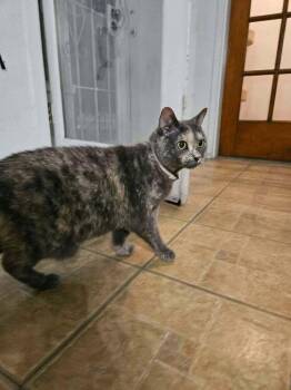 Lily -  Domestic Short Hair Cat for Adoption in Albuquerque, New Mexico - Lily | PetCurious