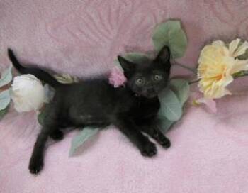 BEAR -  Domestic Short Hair Cat for Adoption in Charlotte, North Carolina - BEAR | PetCurious