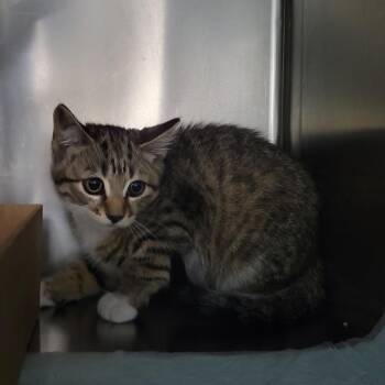 WAGS-Stray-21863 -  Domestic Short Hair Cat for Adoption in Westminster, California - WAGS-Stray-21863 | PetCurious