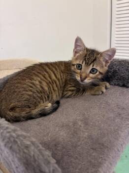 Pepper -  Domestic Short Hair Cat for Adoption in Alafaya, Florida - Pepper | PetCurious