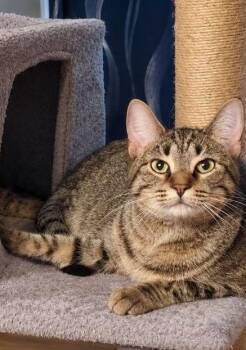 Mo -  Domestic Short Hair Cat for Adoption in Gorham, Maine - Mo | PetCurious