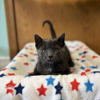 Picotin--In Foster -  Domestic Short Hair Cat for Adoption in Fargo, North Dakota - Picotin--In Foster | PetCurious