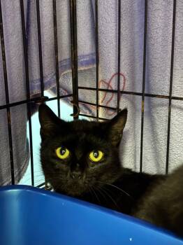 Rescue Domestic Short Hair Cats for Adoption in Ellijay, Georgia - Carmina | PetCurious