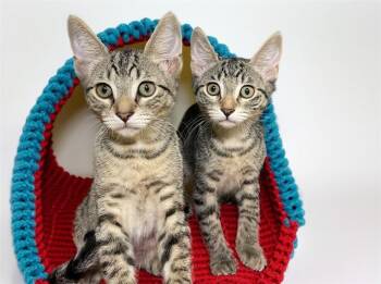 LUKE -  Domestic Short Hair Cat for Adoption in Fort Lauderdale, Florida - LUKE | PetCurious