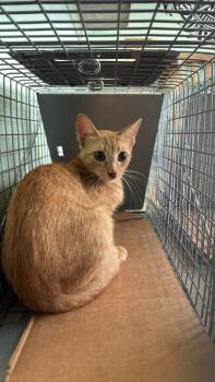 Montange Feral 1 -  Domestic Short Hair Cat for Adoption in New Braunfels, Texas - Montange Feral 1 | PetCurious