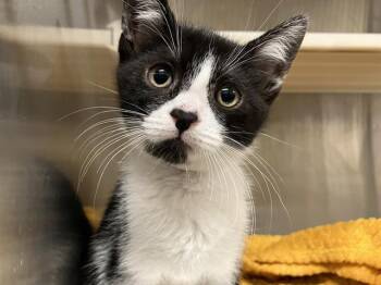 Domestic Short Hair Cats Available for Adoption in Tustin, California - DANNY | PetCurious