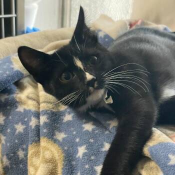 Riley -  Domestic Short Hair Cat for Adoption in Prescott, Arizona - Riley | PetCurious