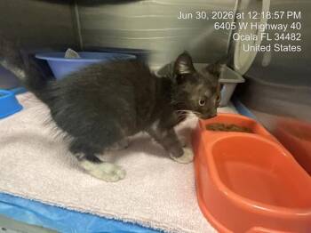 A385159 -  Domestic Short Hair Cat for Adoption in Ocala, Florida - A385159 | PetCurious