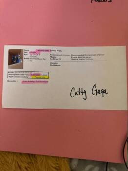 Catty Gaga -  Domestic Short Hair Cat for Adoption in Douglasville, Georgia - Catty Gaga | PetCurious
