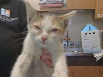 MINDY -  Domestic Short Hair Cat for Adoption in Sacramento, California - MINDY | PetCurious