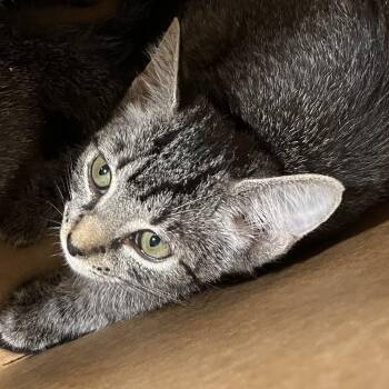 Lou -  Domestic Short Hair Cat for Adoption in Tampa, Florida - Lou | PetCurious