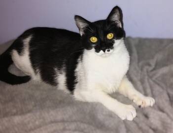 Daisy -  Domestic Short Hair Cat for Adoption in Hamilton, Ontario - Daisy | PetCurious