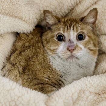 Chance -  Domestic Short Hair Cat for Adoption in Las Vegas, Nevada - Chance | PetCurious
