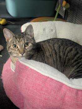 Domestic Short Hair Cats Available for Adoption - Paris | PetCurious