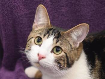 Domestic Short Hair Cats Available for Adoption in Portland, Oregon - Federico Mcqueen | PetCurious