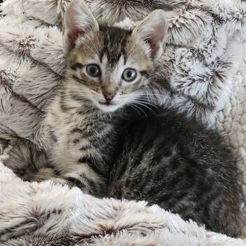 Rescue Domestic Short Hair Cats for Adoption in Cumming, Georgia - Yodel | PetCurious