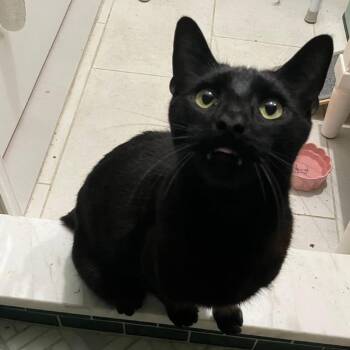Bagheera -  Domestic Short Hair Cat for Adoption in Quakertown, Pennsylvania - Bagheera | PetCurious