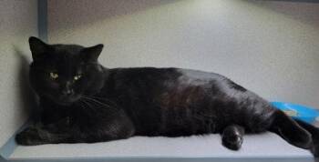 Domestic Short Hair Cats Available for Adoption - Panther | PetCurious