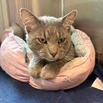 Tigger -  Domestic Short Hair Cat for Adoption in Fairport, New York - Tigger | PetCurious