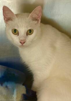 Domestic Short Hair Cats Available for Adoption - OSIRIS | PetCurious